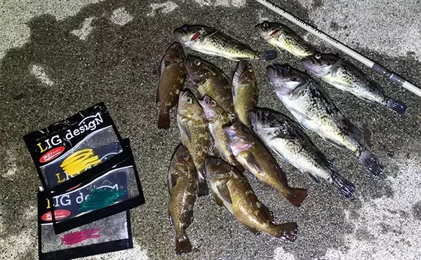 「北海道旅行の合間に堤防ライトルアー釣行を満喫　クロソイやガヤなど「ツ抜け」を達成」の画像