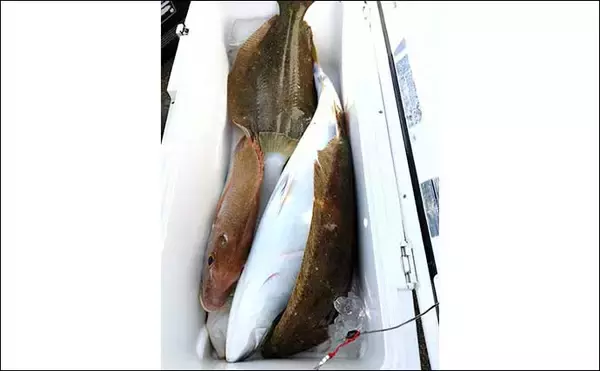 「【沖釣り釣果速報】トンボジギング船で24ヒット15キャッチと好調継続中！（三重）」の画像