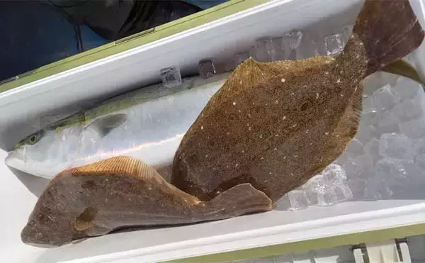 「【沖釣り釣果速報】トンボジギング船で24ヒット15キャッチと好調継続中！（三重）」の画像