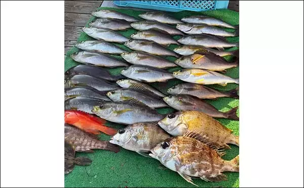 「【沖釣り釣果速報】トンボジギング船で24ヒット15キャッチと好調継続中！（三重）」の画像