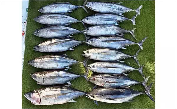 「【沖釣り釣果速報】トンボジギング船で24ヒット15キャッチと好調継続中！（三重）」の画像