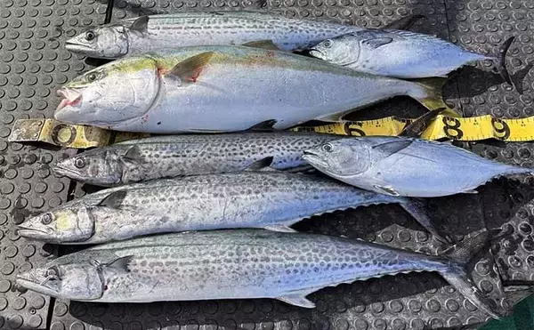 「【沖釣り釣果速報】トンボジギング船で24ヒット15キャッチと好調継続中！（三重）」の画像