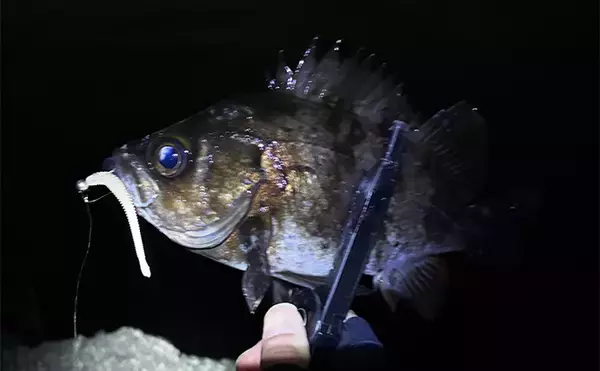 「「やみくもに投げても魚は釣れない！」漁港や堤防で狙うべきポイントを徹底解説」の画像