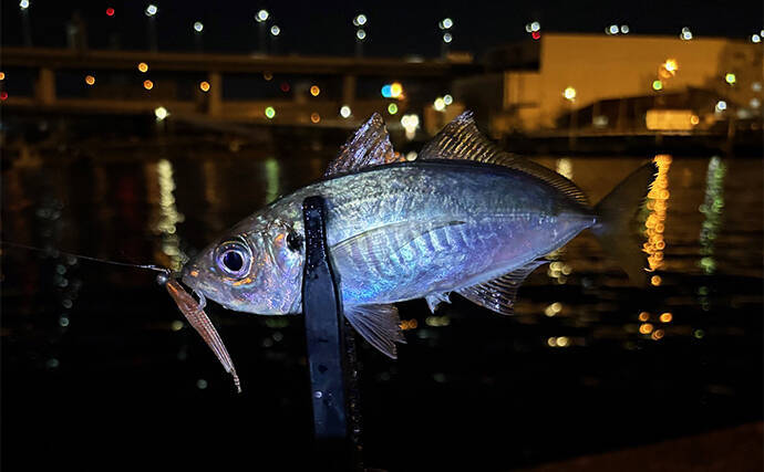 「やみくもに投げても魚は釣れない！」漁港や堤防で狙うべきポイントを徹底解説