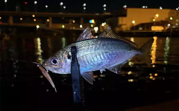「「やみくもに投げても魚は釣れない！」漁港や堤防で狙うべきポイントを徹底解説」の画像