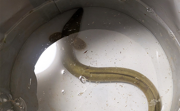 「太ウナギ&年無しクロダイWヒット!」宮川の夜釣りで苦戦の末に良型登場【三重】