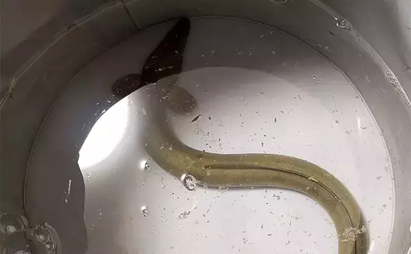 「太ウナギ＆年無しクロダイWヒット！」宮川の夜釣りで苦戦の末に良型登場【三重】