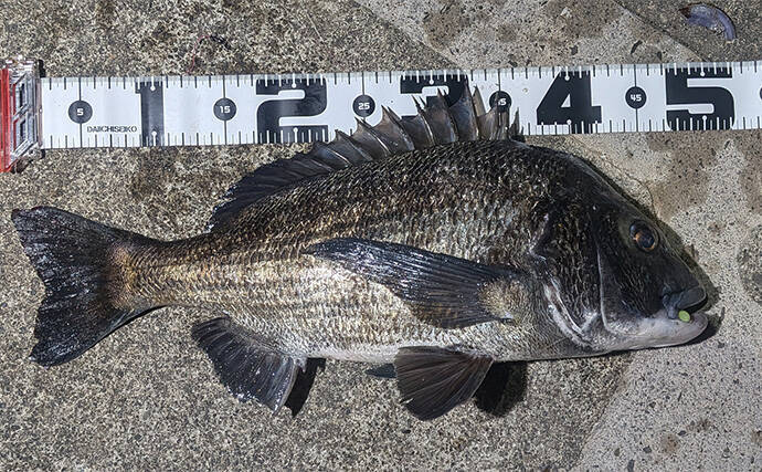 「太ウナギ＆年無しクロダイWヒット！」宮川の夜釣りで苦戦の末に良型登場【三重】