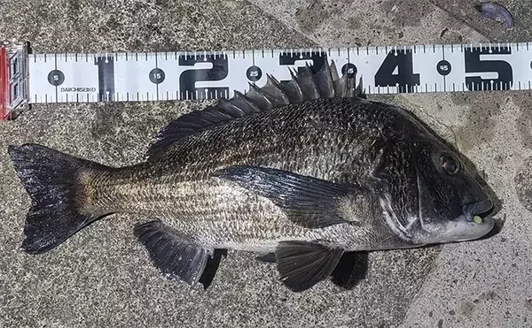 「「太ウナギ＆年無しクロダイWヒット！」宮川の夜釣りで苦戦の末に良型登場【三重】」の画像