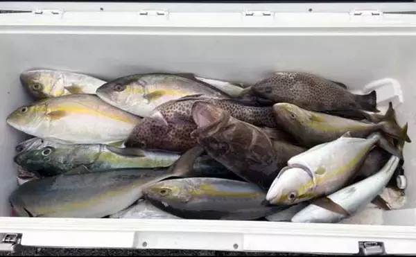 「【沖のルアー釣果速報】伊勢湾キャスティングゲームでサワラ＆サゴシ連発！（三重・愛知）」の画像