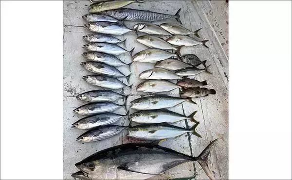 「【沖のルアー釣果速報】伊勢湾キャスティングゲームでサワラ＆サゴシ連発！（三重・愛知）」の画像