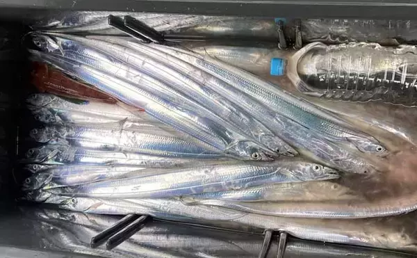 「【沖のルアー釣果速報】伊勢湾キャスティングゲームでサワラ＆サゴシ連発！（三重・愛知）」の画像