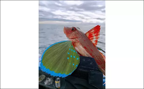 「「相模湾のホウボウ釣りがシーズンイン！」天秤仕掛けのエサ釣りで竿頭ゲット【庄三郎丸】」の画像