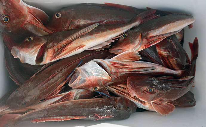 「相模湾のホウボウ釣りがシーズンイン！」天秤仕掛けのエサ釣りで竿頭ゲット【庄三郎丸】