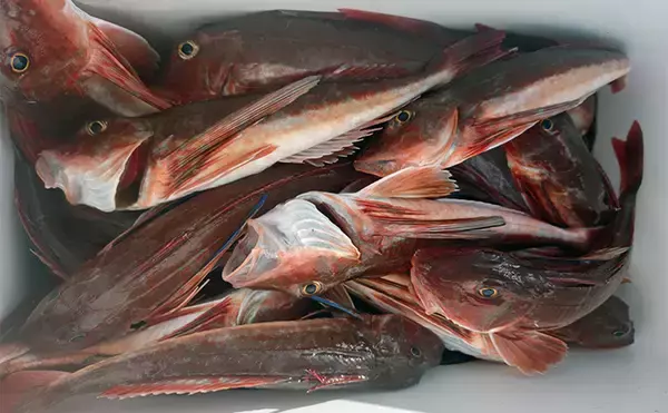 「「相模湾のホウボウ釣りがシーズンイン！」天秤仕掛けのエサ釣りで竿頭ゲット【庄三郎丸】」の画像