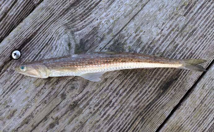 釣魚・外道のグルメ『小型エソの唐揚げ』　小骨はまったく気にならず