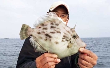 【沖釣り釣果速報】船カワハギ釣りで33.5cm特大サイズ浮上！サオ頭21匹の好釣果（三重）
