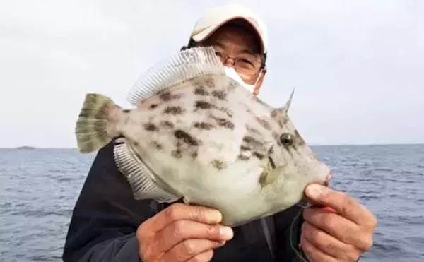 「【沖釣り釣果速報】船カワハギ釣りで33.5cm特大サイズ浮上！サオ頭21匹の好釣果（三重）」の画像