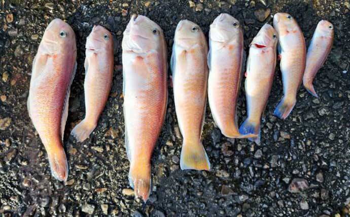 【沖釣り釣果速報】船カワハギ釣りで33.5cm特大サイズ浮上！サオ頭21匹の好釣果（三重）