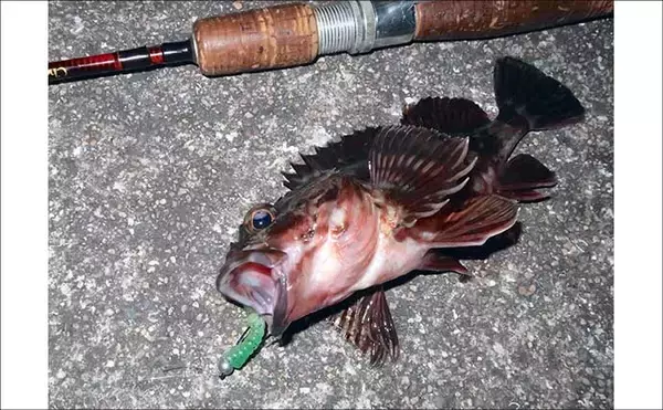 「冬のルアーカサゴ釣り攻略ガイド　【効果抜群のワームリグ4選】」の画像