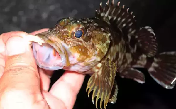 「冬のルアーカサゴ釣り攻略ガイド　【効果抜群のワームリグ4選】」の画像