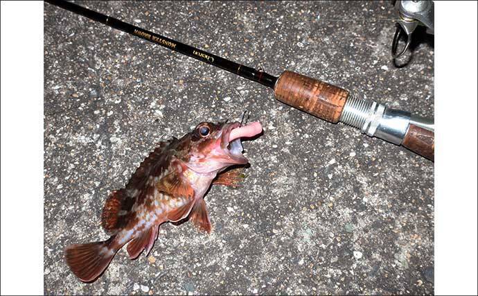 冬のルアーカサゴ釣り攻略ガイド　【効果抜群のワームリグ4選】