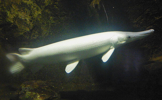 淡水大型魚の日本記録保持者が「さいたま水族館」へ！　憧れのコクレンを前に釘付け