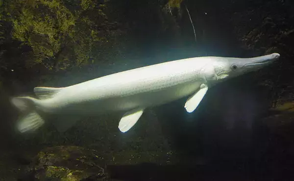 「淡水大型魚の日本記録保持者が「さいたま水族館」へ！　憧れのコクレンを前に釘付け」の画像