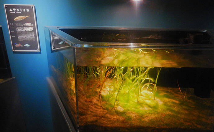 淡水大型魚の日本記録保持者が「さいたま水族館」へ！　憧れのコクレンを前に釘付け
