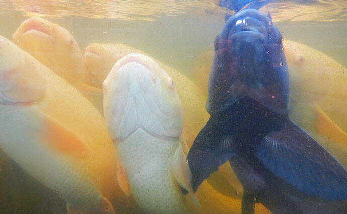 淡水大型魚の日本記録保持者が「さいたま水族館」へ！　憧れのコクレンを前に釘付け