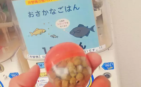 「淡水大型魚の日本記録保持者が「さいたま水族館」へ！　憧れのコクレンを前に釘付け」の画像