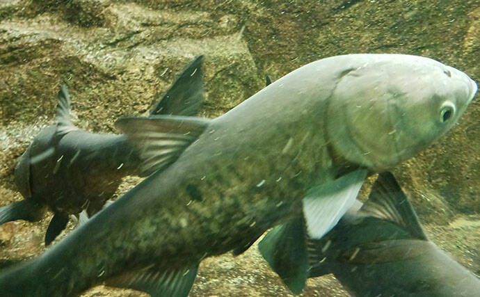 淡水大型魚の日本記録保持者が「さいたま水族館」へ！　憧れのコクレンを前に釘付け