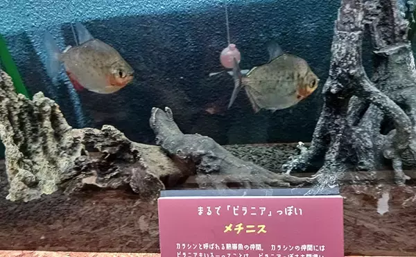 「淡水大型魚の日本記録保持者が「さいたま水族館」へ！　憧れのコクレンを前に釘付け」の画像
