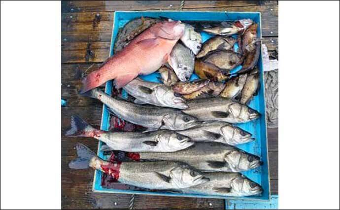 【三重・愛知】沖のエサ釣り最新釣果　イサキ＆キス船で数型ともに好調
