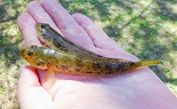 「都会のオアシスで釣りを満喫」仙台堀川公園のハゼ釣りで57尾をキャッチ【東京】
