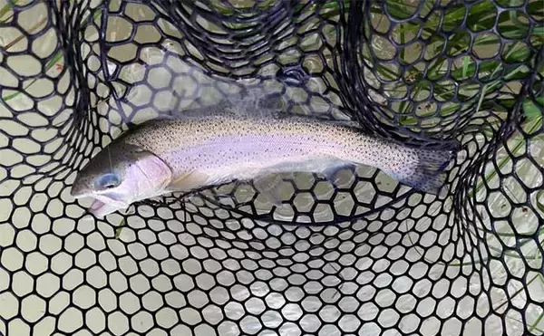 「『鹿島槍ガーデン』で45cm筆頭にニジマス8尾【長野】濁った水色を「沈める釣り」で攻略」の画像