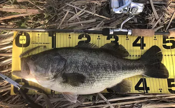 バスロッドの【ダブルフットガイドとシングルフットガイドの違いと使い分け方】