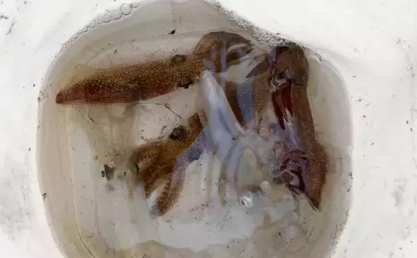 「数年ぶりにヒイカ回遊！」検見川浜突堤のエギングで本命6尾キャッチ【千葉】