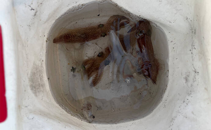 「数年ぶりにヒイカ回遊！」検見川浜突堤のエギングで本命6尾キャッチ【千葉】