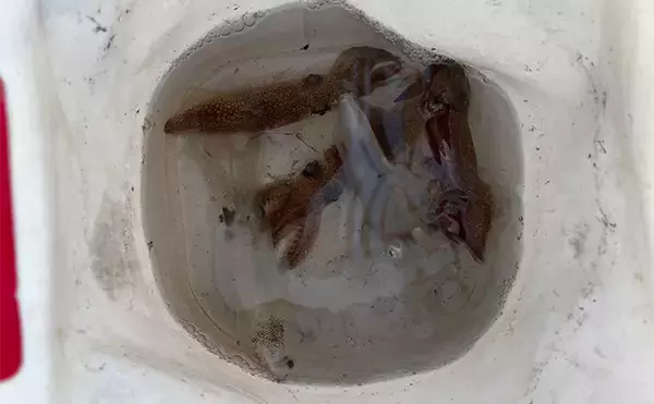 「「数年ぶりにヒイカ回遊！」検見川浜突堤のエギングで本命6尾キャッチ【千葉】」の画像