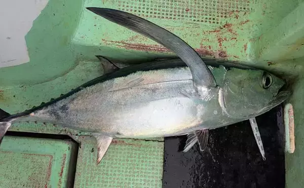 「【これから始めるトンジギ入門】タックル選びから誘い・取り込みまで基礎を徹底ガイド」の画像