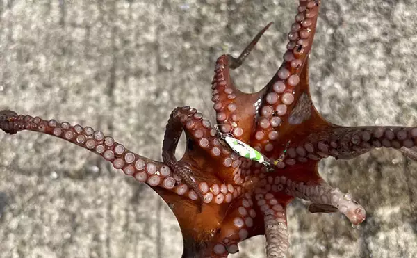 「7～8月の大阪湾沿岸ルアー釣りおすすめターゲットを紹介　目玉は泉南のタチウオ！」の画像