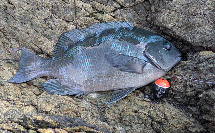 磯でのエギング＆フカセ釣りを堪能【大分・米水津】アオリにグレに大型カワハギでお土産十分