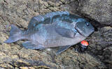 「磯でのエギング＆フカセ釣りを堪能【大分・米水津】アオリにグレに大型カワハギでお土産十分」の画像6