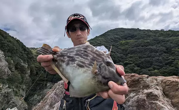「磯でのエギング＆フカセ釣りを堪能【大分・米水津】アオリにグレに大型カワハギでお土産十分」の画像
