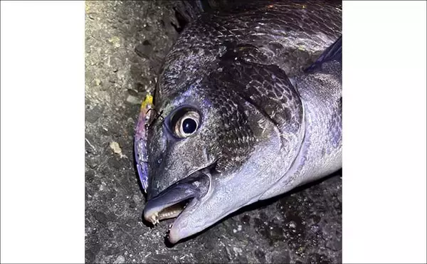 「「季節変わると釣り方変わる？」陸っぱりチニングのシーズンごとのパターンを解説」の画像