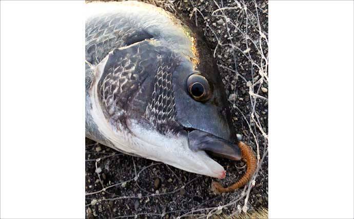 「季節変わると釣り方変わる？」陸っぱりチニングのシーズンごとのパターンを解説