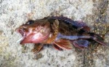 100均メタルジグで十分に楽しめる春の穴釣り 【タックル・狙い方を解説】