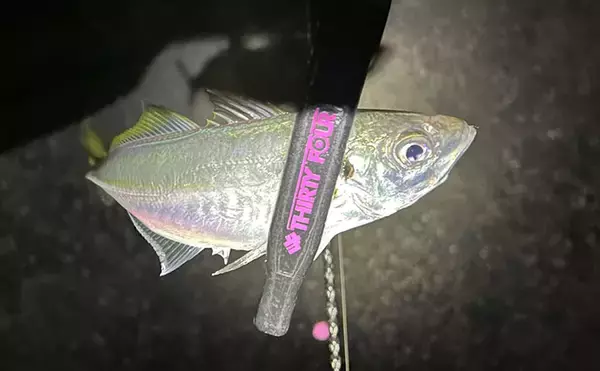 「アジングタックルひとつでアジング＆エギング成立！　両本命をキャッチ」の画像