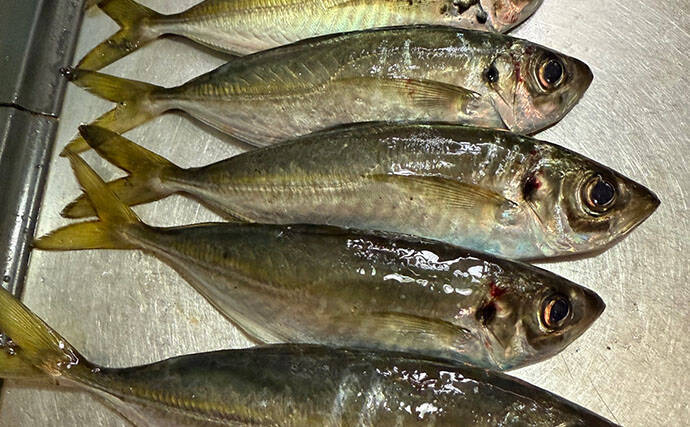 アジングタックルひとつでアジング＆エギング成立！　両本命をキャッチ